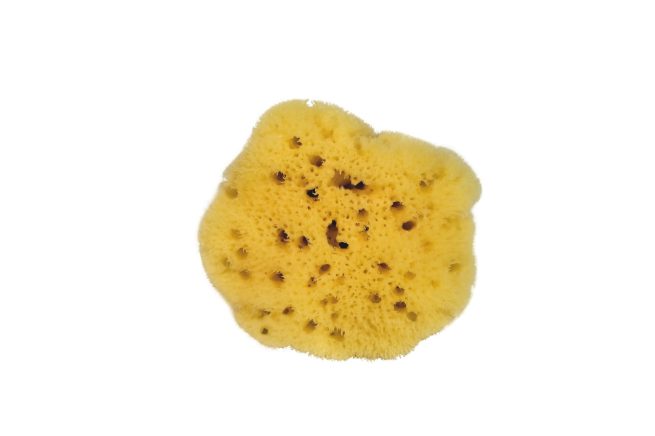Levantiner Schwamm